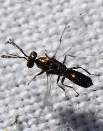 Dicladocerus sp.